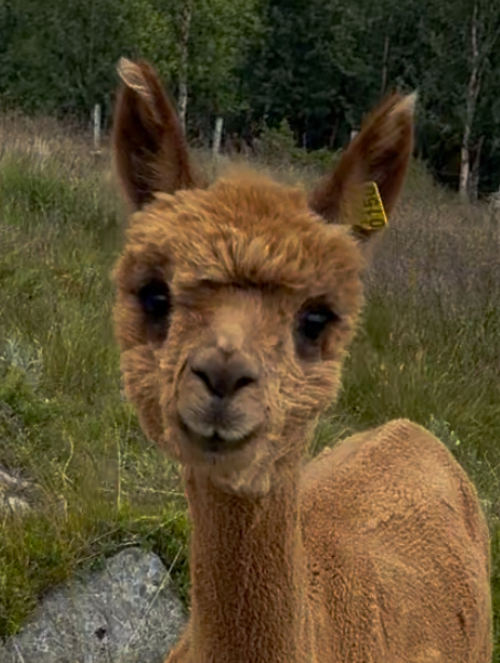 Diverse sommerinfo 2025